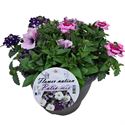 Afbeelding van TP26 Mix 12